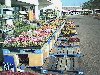 Flowering plants for sale near K-Mart